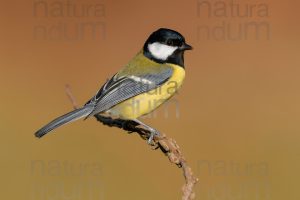 Foto di Cinciallegra (Parus major)