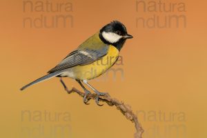 Foto di Cinciallegra (Parus major)