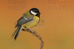 Foto di Cinciallegra (Parus major)