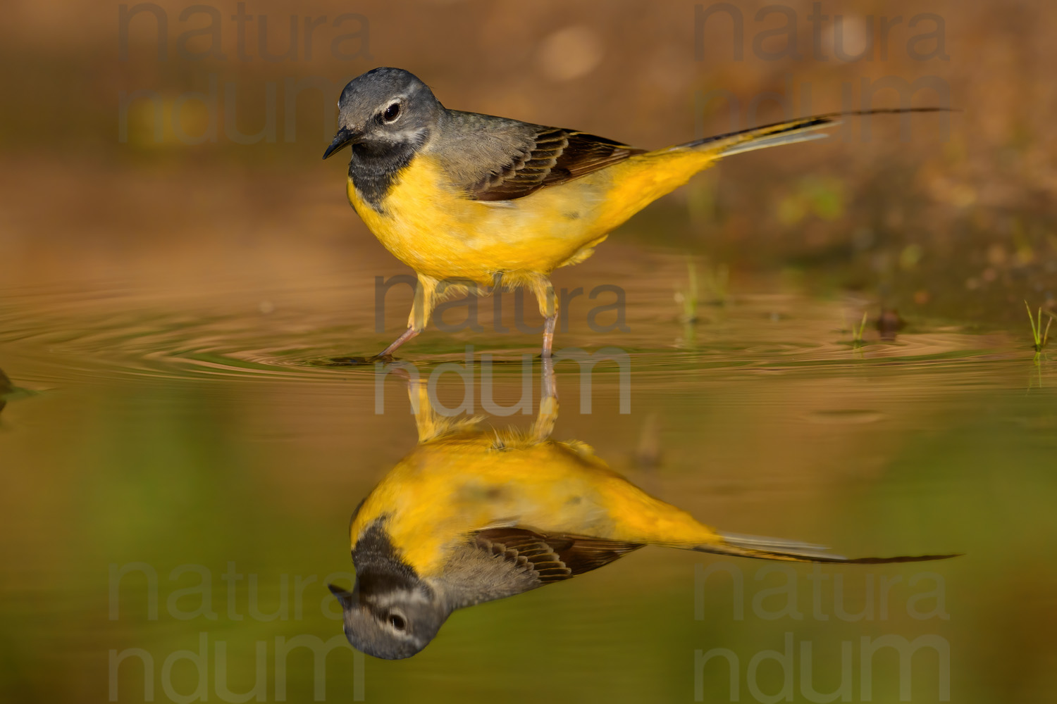 Photos of Grey Wagtail (Motacilla cinerea)