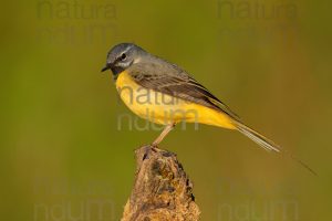 Foto di Ballerina gialla (Motacilla cinerea)