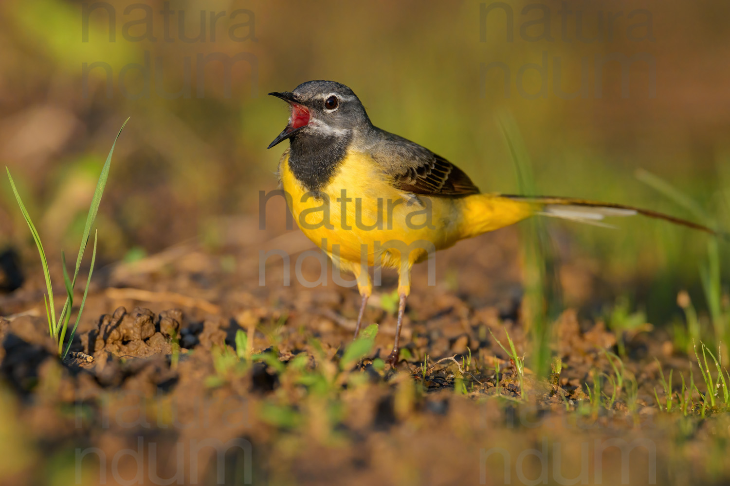 Photos of Grey Wagtail (Motacilla cinerea)