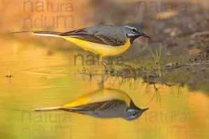 Photos of Grey Wagtail (Motacilla cinerea)