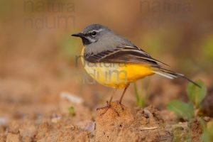 Foto di Ballerina gialla (Motacilla cinerea)