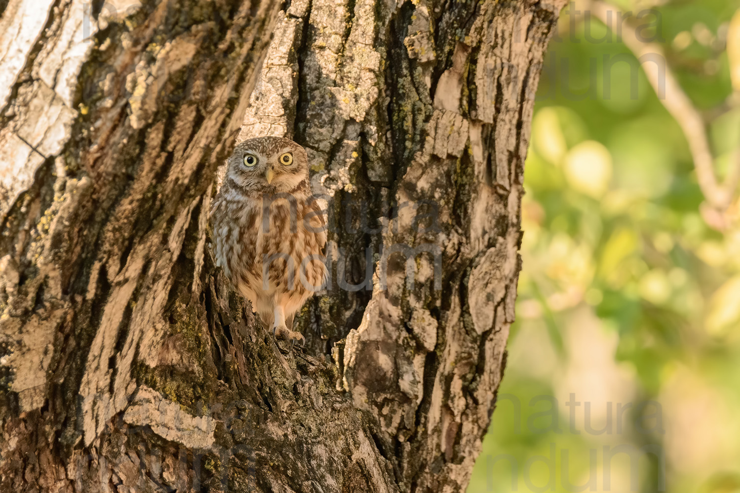 Foto di Civetta (Athene noctua)