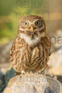 Photos of Little Owl (Athene noctua)