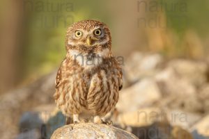 Photos of Little Owl (Athene noctua)