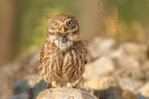 Foto di Civetta (Athene noctua)