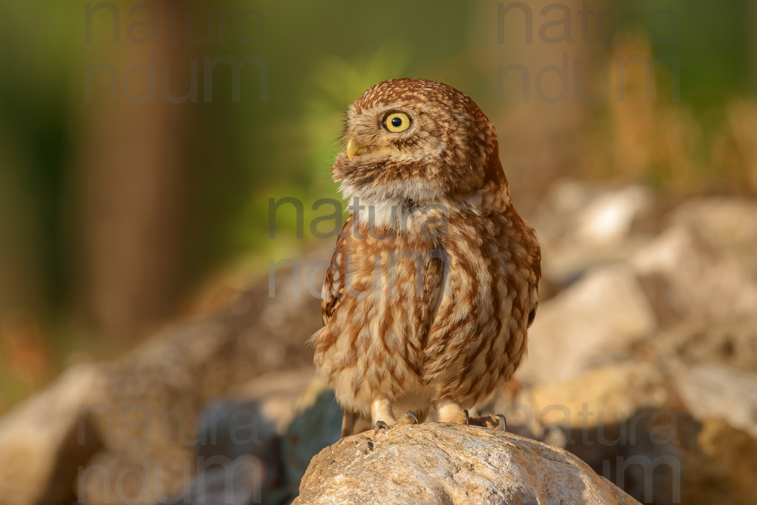 Foto di Civetta (Athene noctua)