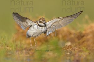 Foto di Corriere piccolo (Charadrius dubius)