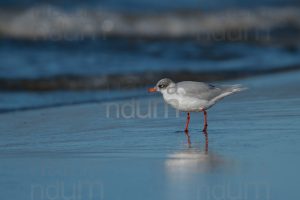 Photos of Mediterranean Gull (Larus melanocephalus)