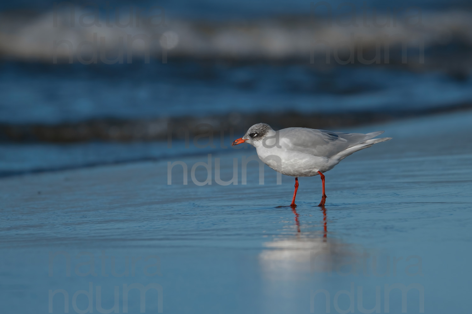 Foto di Gabbiano corallino (Larus melanocephalus)