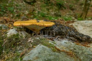 Foto di Polyporus tuberaster