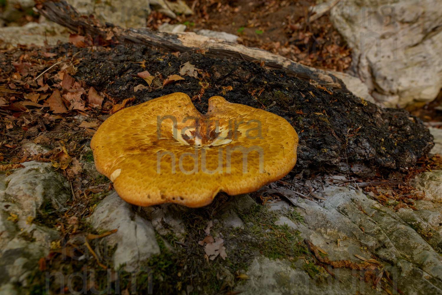 Foto di Polyporus tuberaster