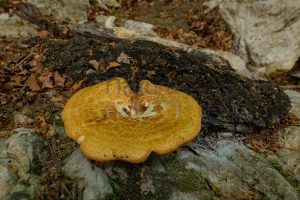 Foto di Polyporus tuberaster