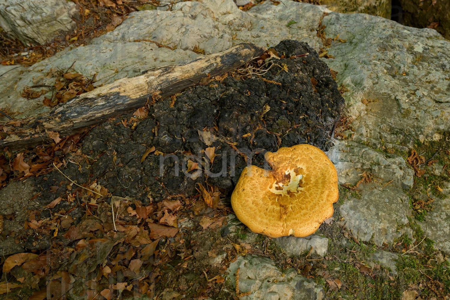 Photos of Polyporus tuberaster