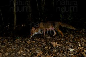 Photos of Red fox (Vulpes vulpes)