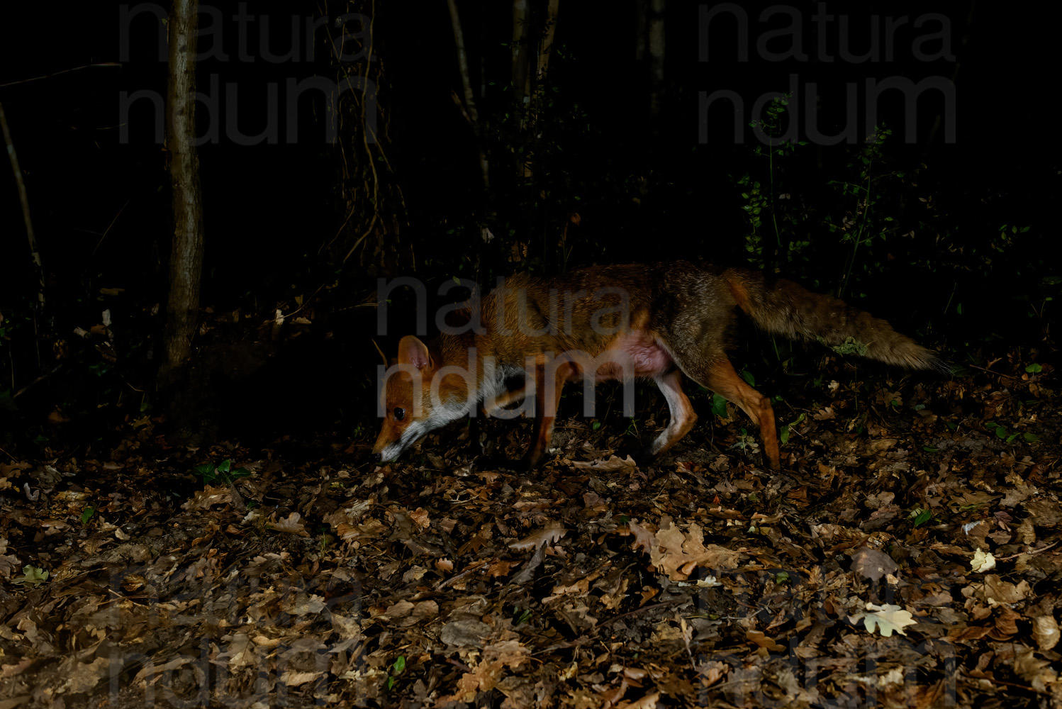 Photos of Red fox (Vulpes vulpes)