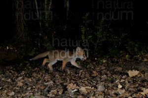 Photos of Red fox (Vulpes vulpes)