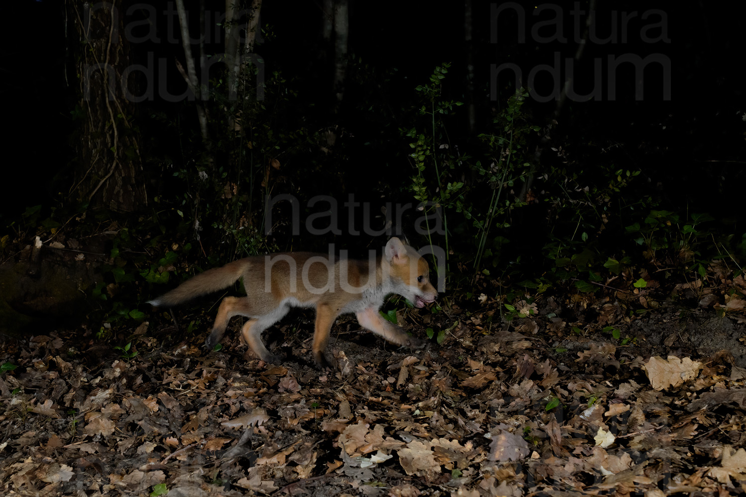 Foto di Volpe (Vulpes vulpes)