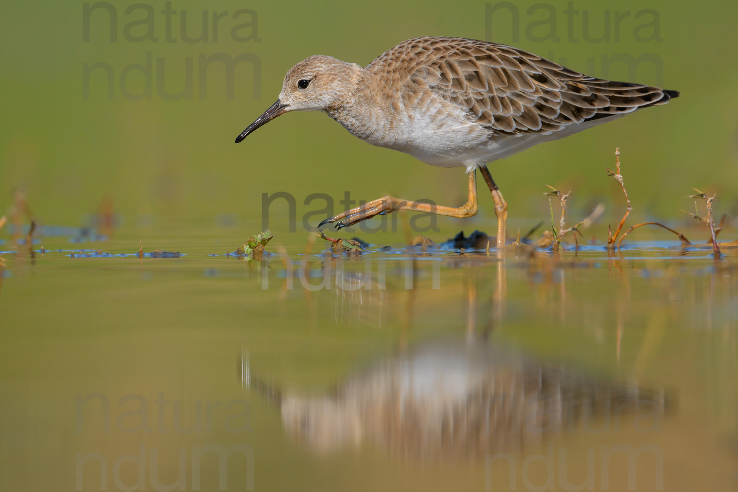 Foto di Combattente (Calidris pugnax)