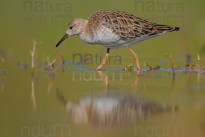 Photos of Ruff (Calidris pugnax)