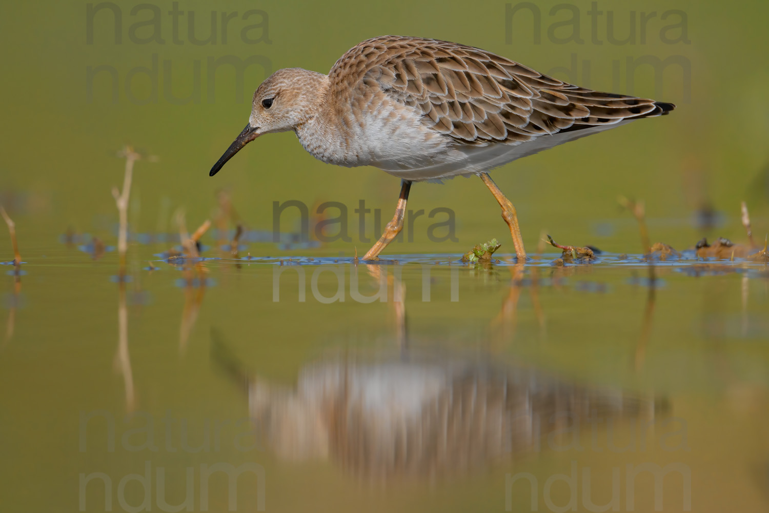 Foto di Combattente (Calidris pugnax)