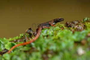 Photos of Spectacled Salamander (Salamandrina terdigitata)