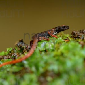 Foto di Salamandrina dagli occhiali (Salamandrina terdigitata)