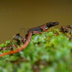 Photos of Spectacled Salamander (Salamandrina terdigitata)