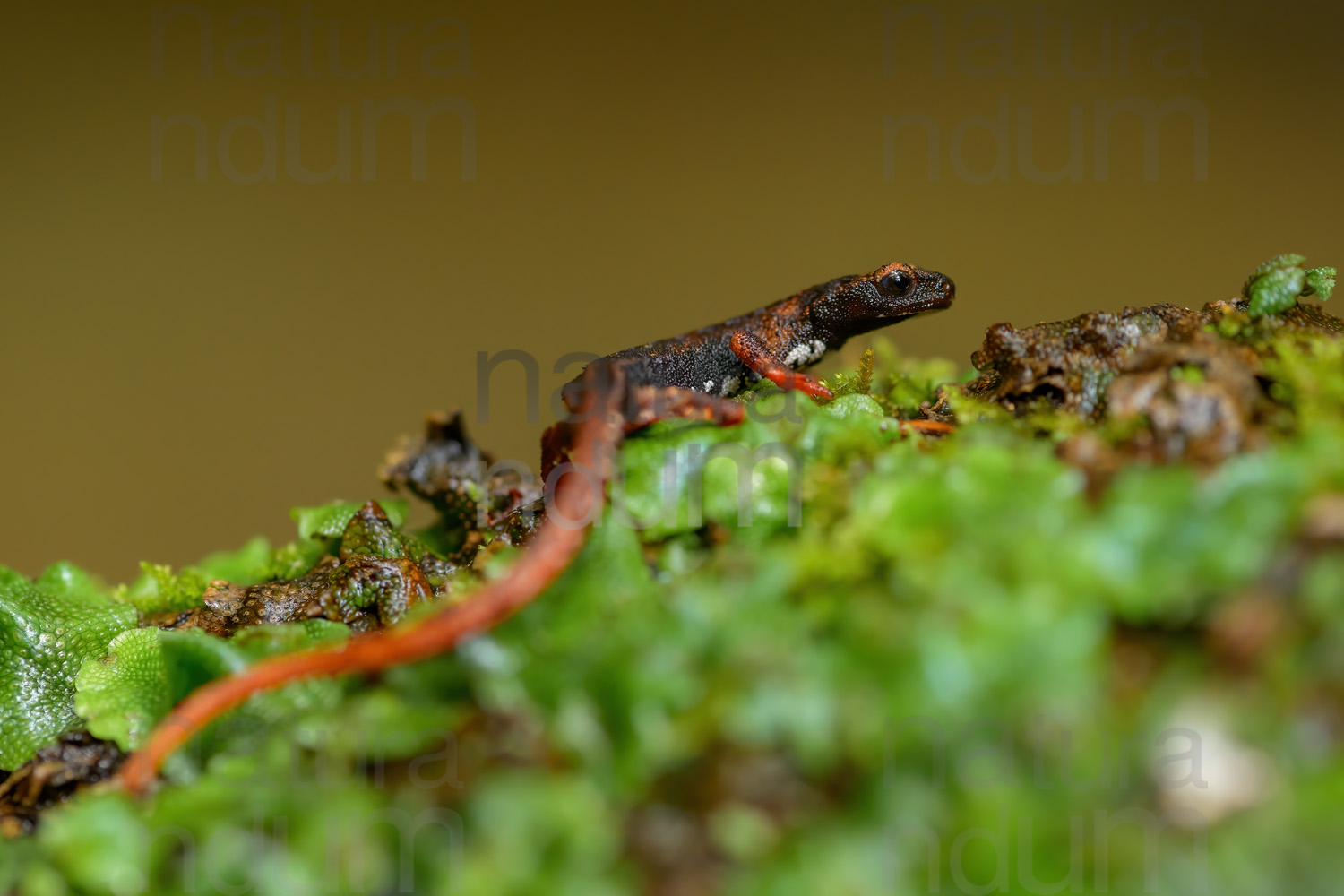 Foto di Salamandrina dagli occhiali (Salamandrina terdigitata)