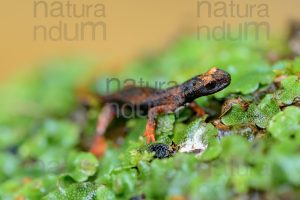 Foto di Salamandrina dagli occhiali (Salamandrina terdigitata)