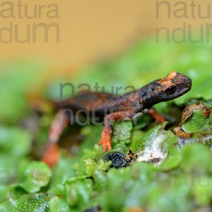 Foto di Salamandrina dagli occhiali (Salamandrina terdigitata)