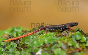 Foto di Salamandrina dagli occhiali (Salamandrina terdigitata)