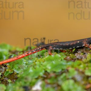 Foto di Salamandrina dagli occhiali (Salamandrina terdigitata)