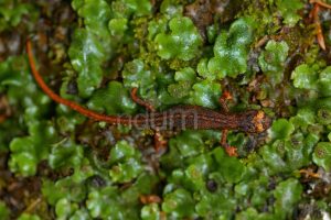 Photos of Spectacled Salamander (Salamandrina terdigitata)