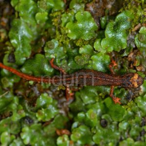 Foto di Salamandrina dagli occhiali (Salamandrina terdigitata)