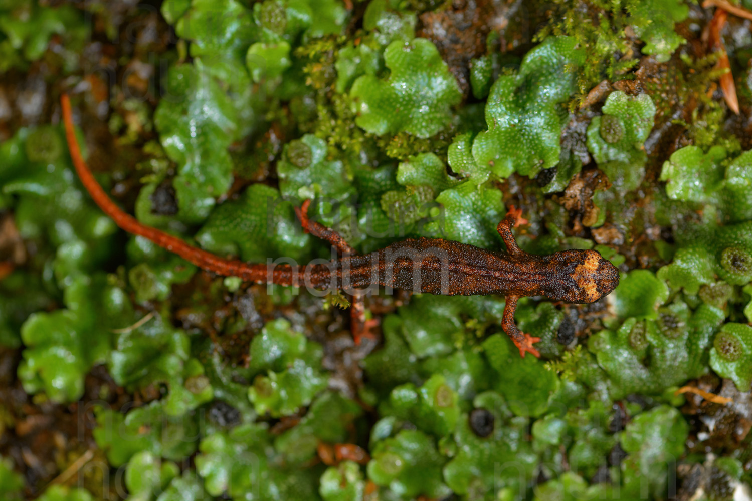 Foto di Salamandrina dagli occhiali (Salamandrina terdigitata)