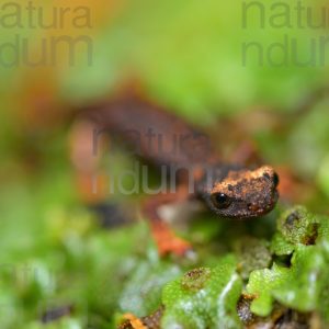 Foto di Salamandrina dagli occhiali (Salamandrina terdigitata)