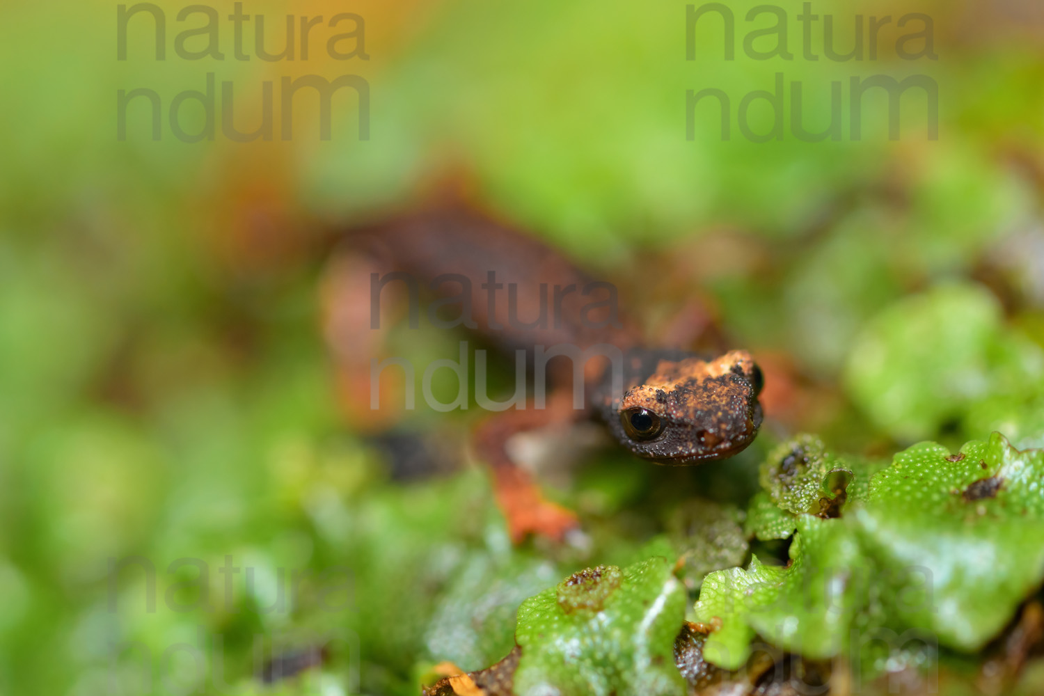 Foto di Salamandrina dagli occhiali (Salamandrina terdigitata)