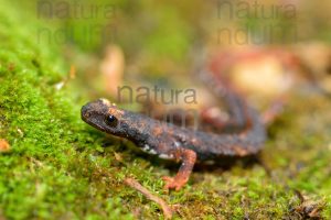 Foto di Salamandrina dagli occhiali (Salamandrina terdigitata)