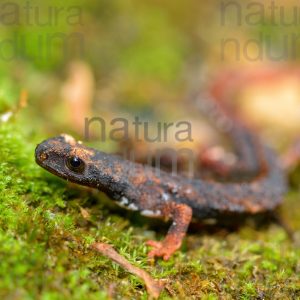 Foto di Salamandrina dagli occhiali (Salamandrina terdigitata)