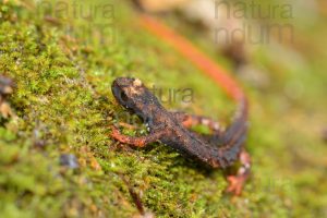 Foto di Salamandrina dagli occhiali (Salamandrina terdigitata)