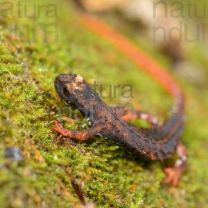 Foto di Salamandrina dagli occhiali (Salamandrina terdigitata)