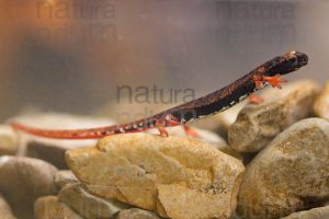 Photos of Spectacled Salamander (Salamandrina terdigitata)