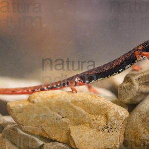 Photos of Spectacled Salamander (Salamandrina terdigitata)