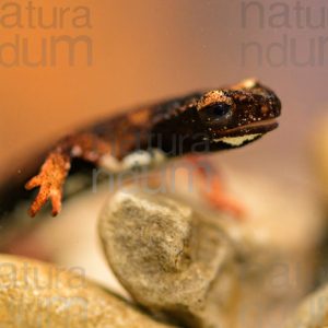 Photos of Spectacled Salamander (Salamandrina terdigitata)