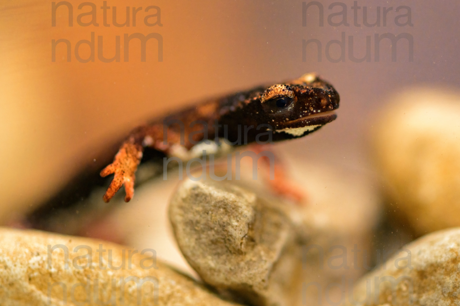 Foto di Salamandrina dagli occhiali (Salamandrina terdigitata)