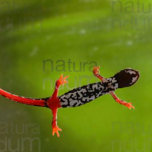 Photos of Spectacled Salamander (Salamandrina terdigitata)