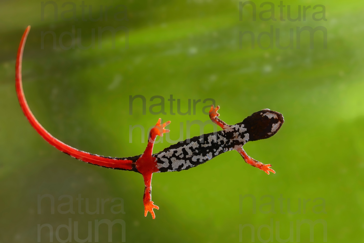 Photos of Spectacled Salamander (Salamandrina terdigitata)